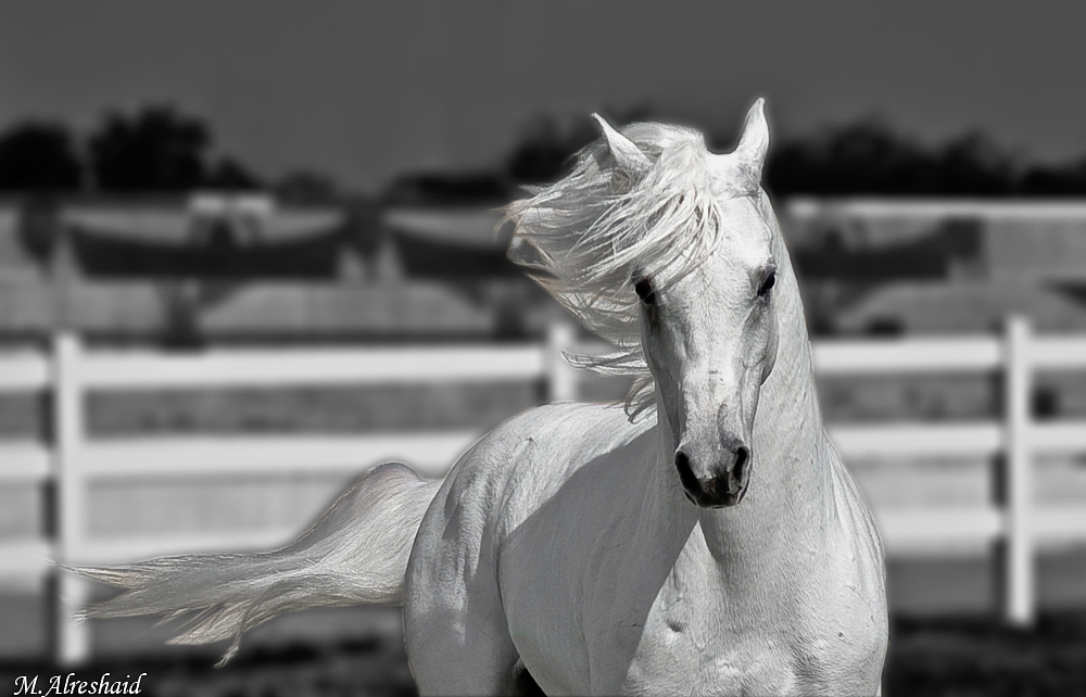Beautiful Wallpapers White Horse Wallpapers 1000x642