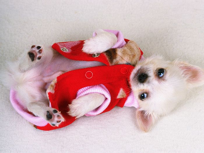 Chihuahua In Christmas Clothes Puppies Photos