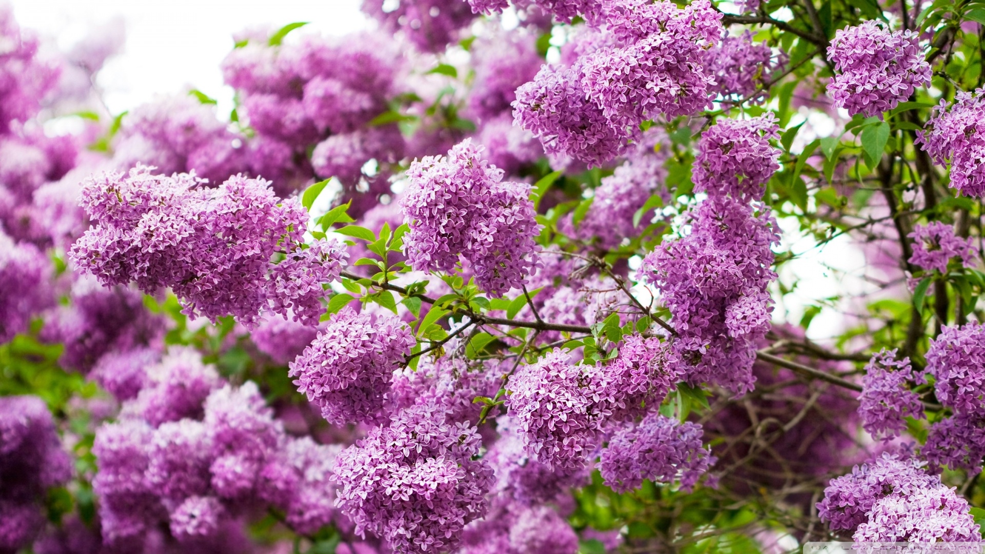 Download Lilac Blossom Wallpaper 1920x1080 Wallpoper
