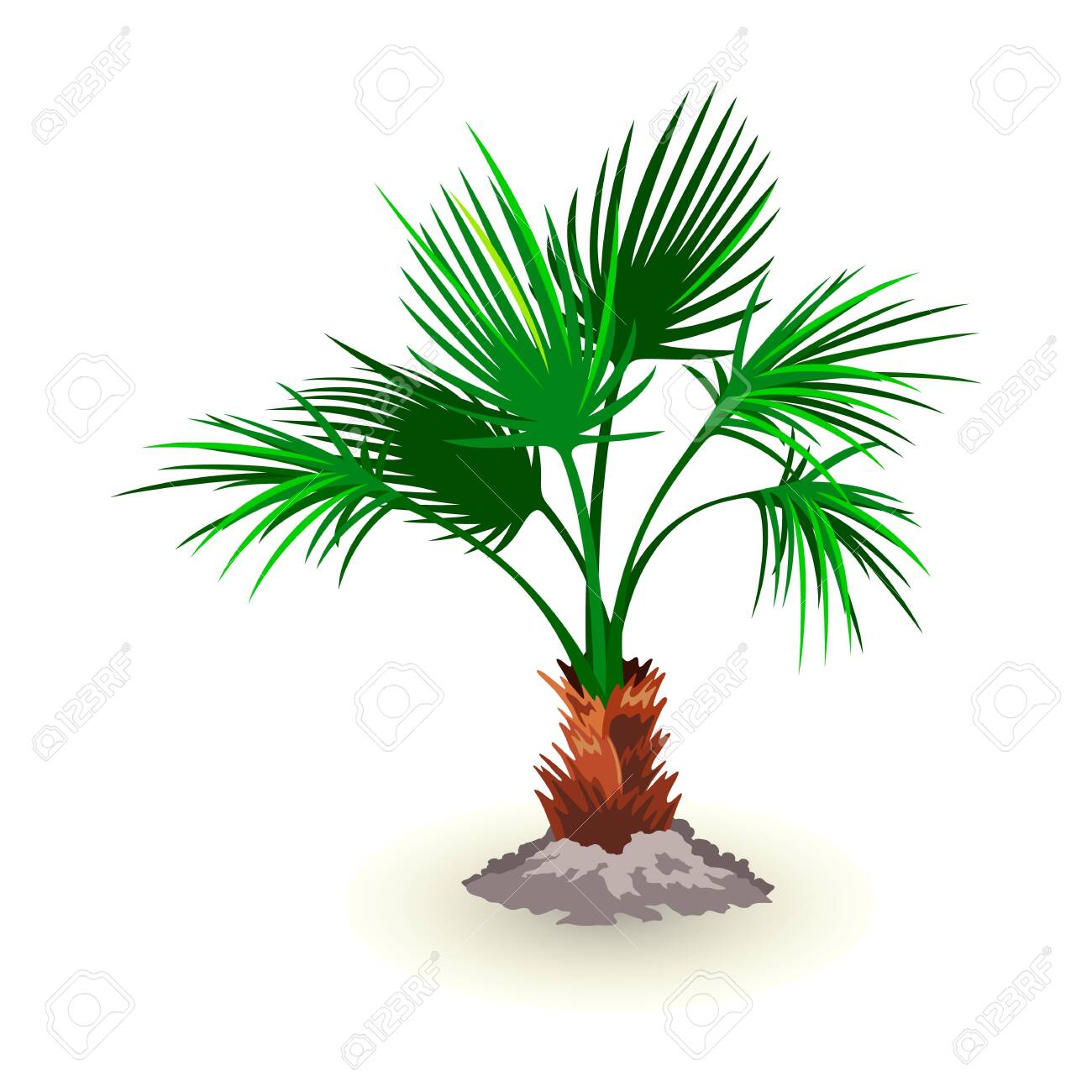 Isolated Vector Image Shows Dwarf Palmetto Tree With Huge Lush