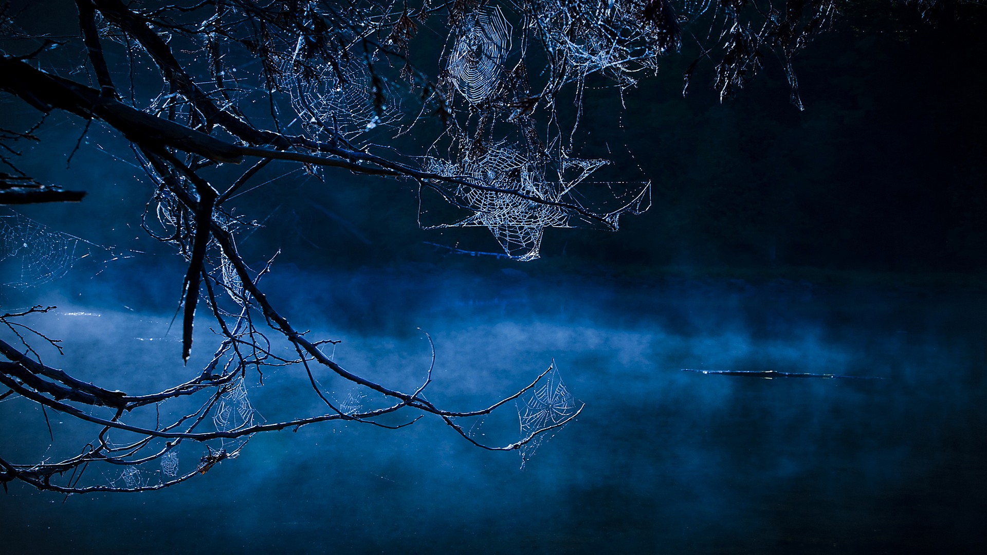 Wallpaper Creepy Blue Nature Trees Night Mist Spider