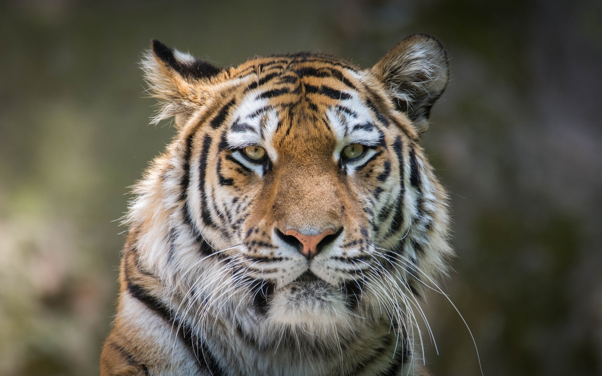 Tiger 4k Hd Animals Wallpaper Image Photos And