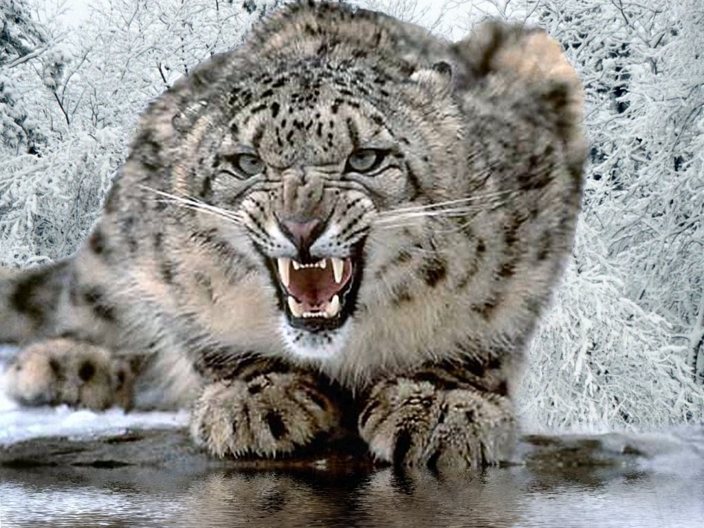 An Angry Snow Leopard Crouches And Snarls In The Winter Wallpaper