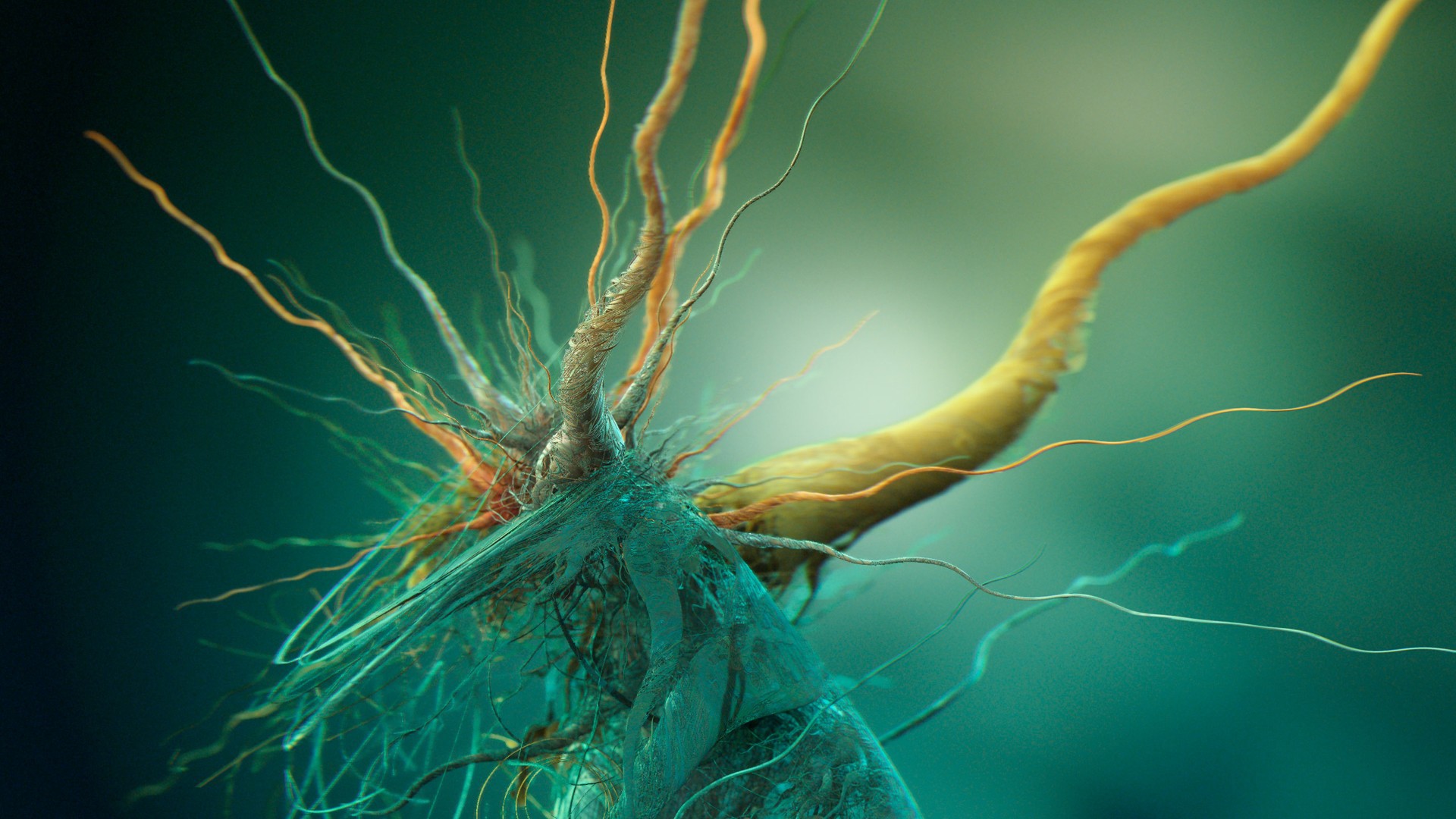 Photos Of The Microorganism Under Magnification Wallpaper And