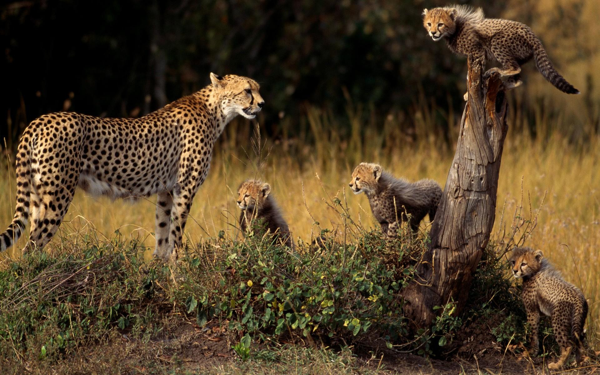 Cheetah Family HD Wallpaper