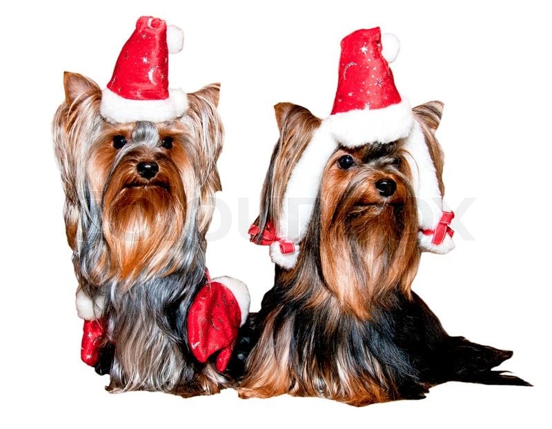 Christmas Yorkie Wallpaper - WallpaperSafari