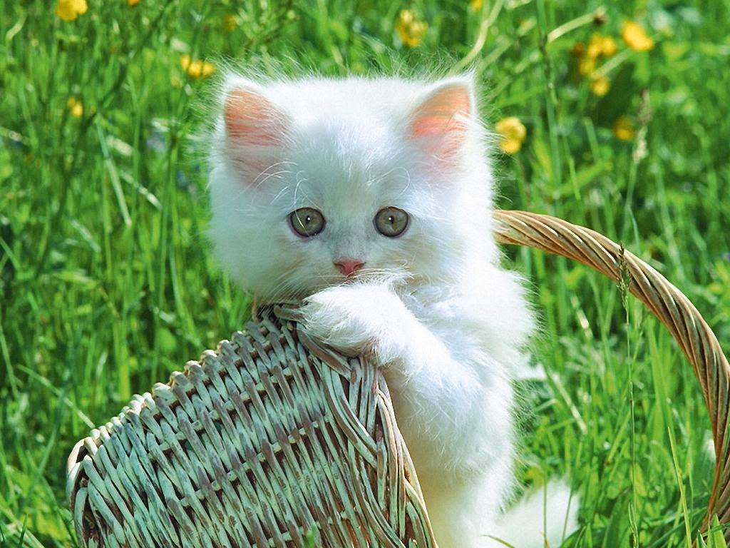 Free download Beautiful HD Wallpapers 4 u Free Download Cute Cats ...