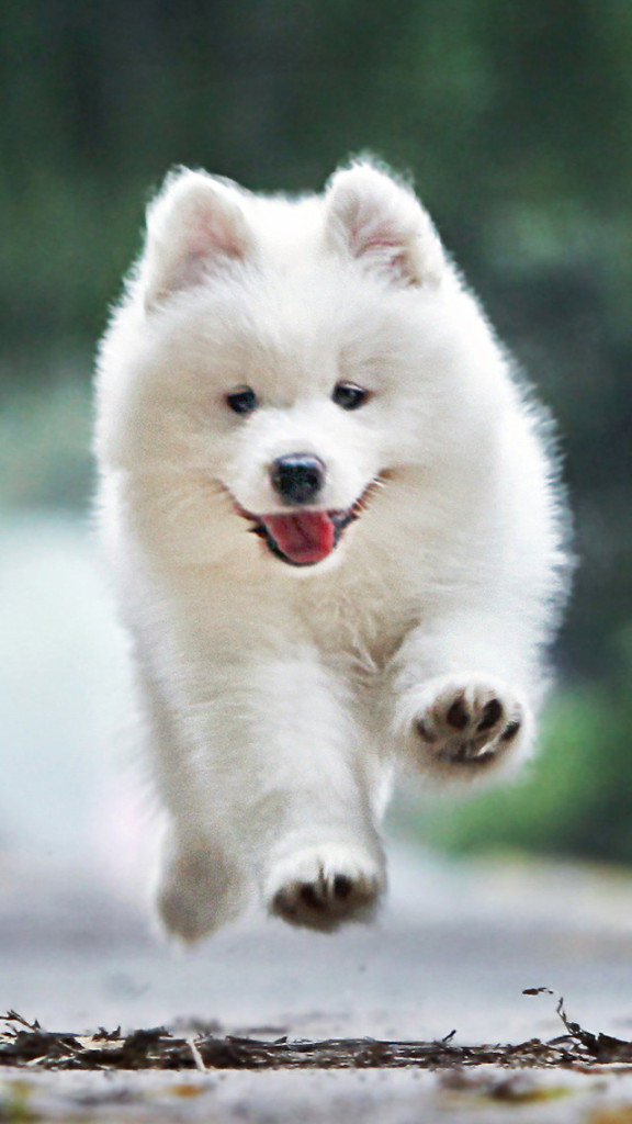 Hình nền chó màu trắng sẽ mang đến một phong cách thanh lịch và đơn giản cho điện thoại của bạn. Với các chú chó tuyệt đẹp và các chi tiết tinh tế, hình ảnh này sẽ được đánh giá cao bởi những người yêu thích chó cưng đáng yêu.