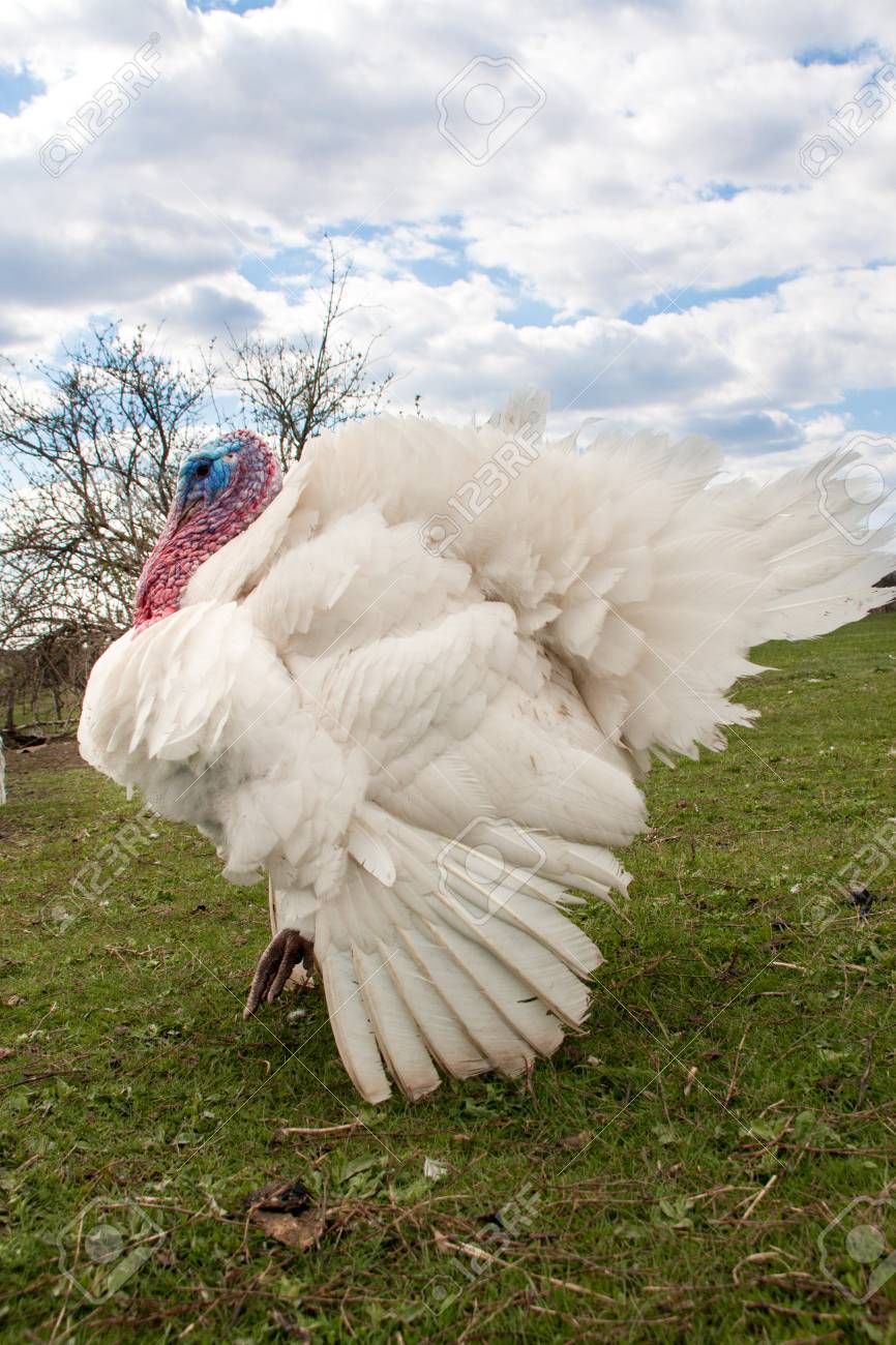 White Turkey Male Or Gobbler Closeup On The Blue Sky Background
