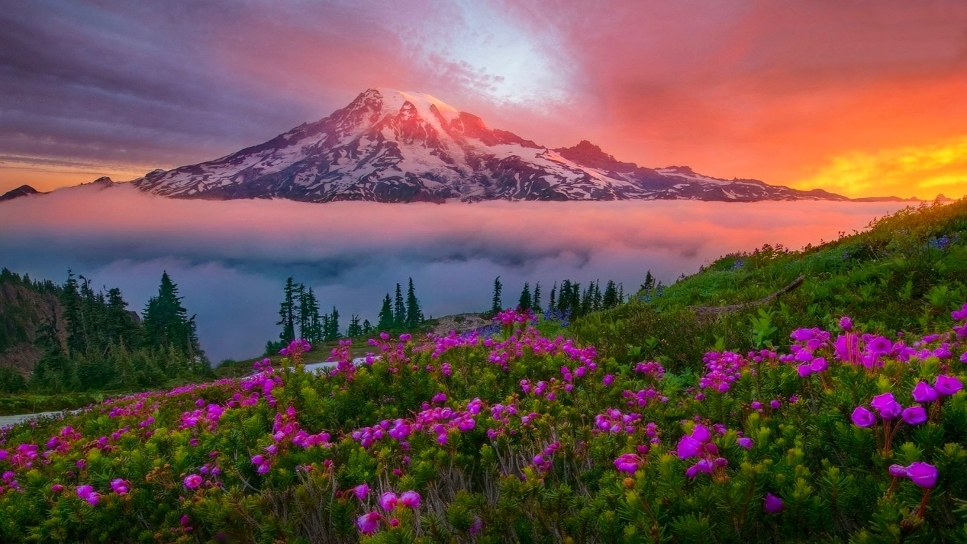 Flowers In The Foggy Mountains Full HD Wallpaper And