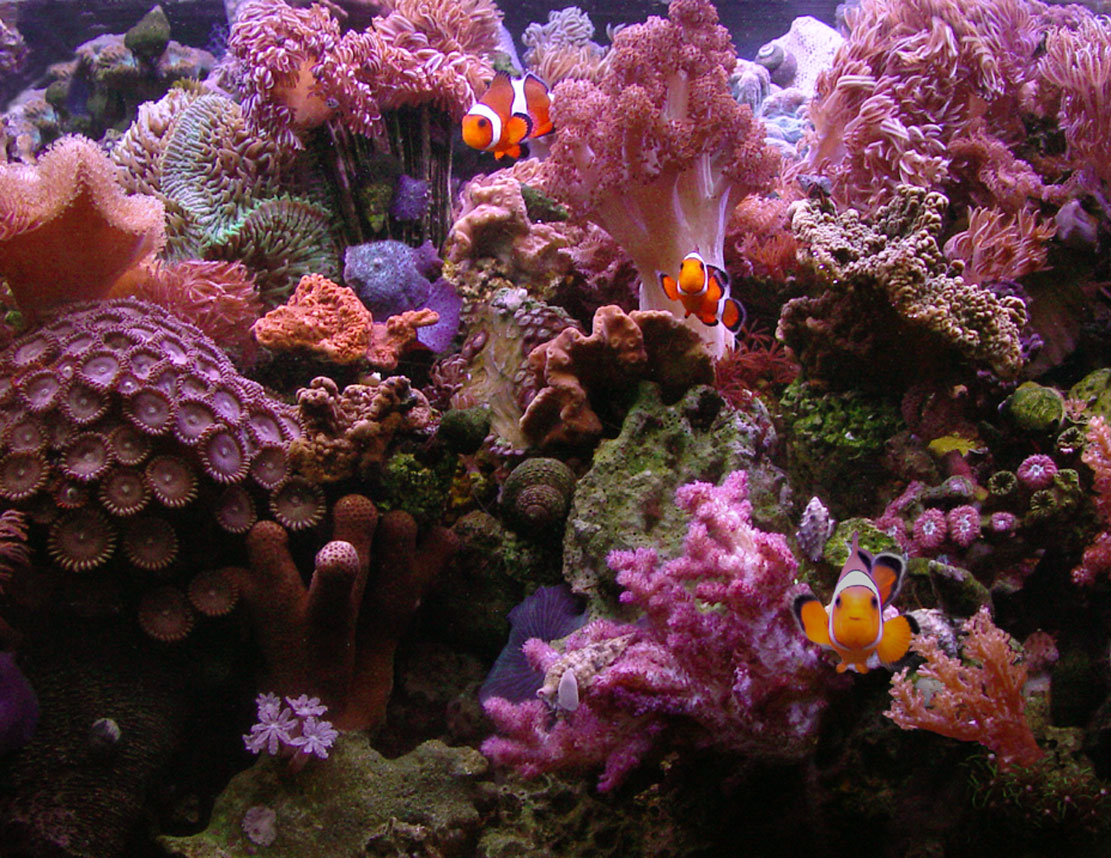 Reef Aquarium Wallpaper Image