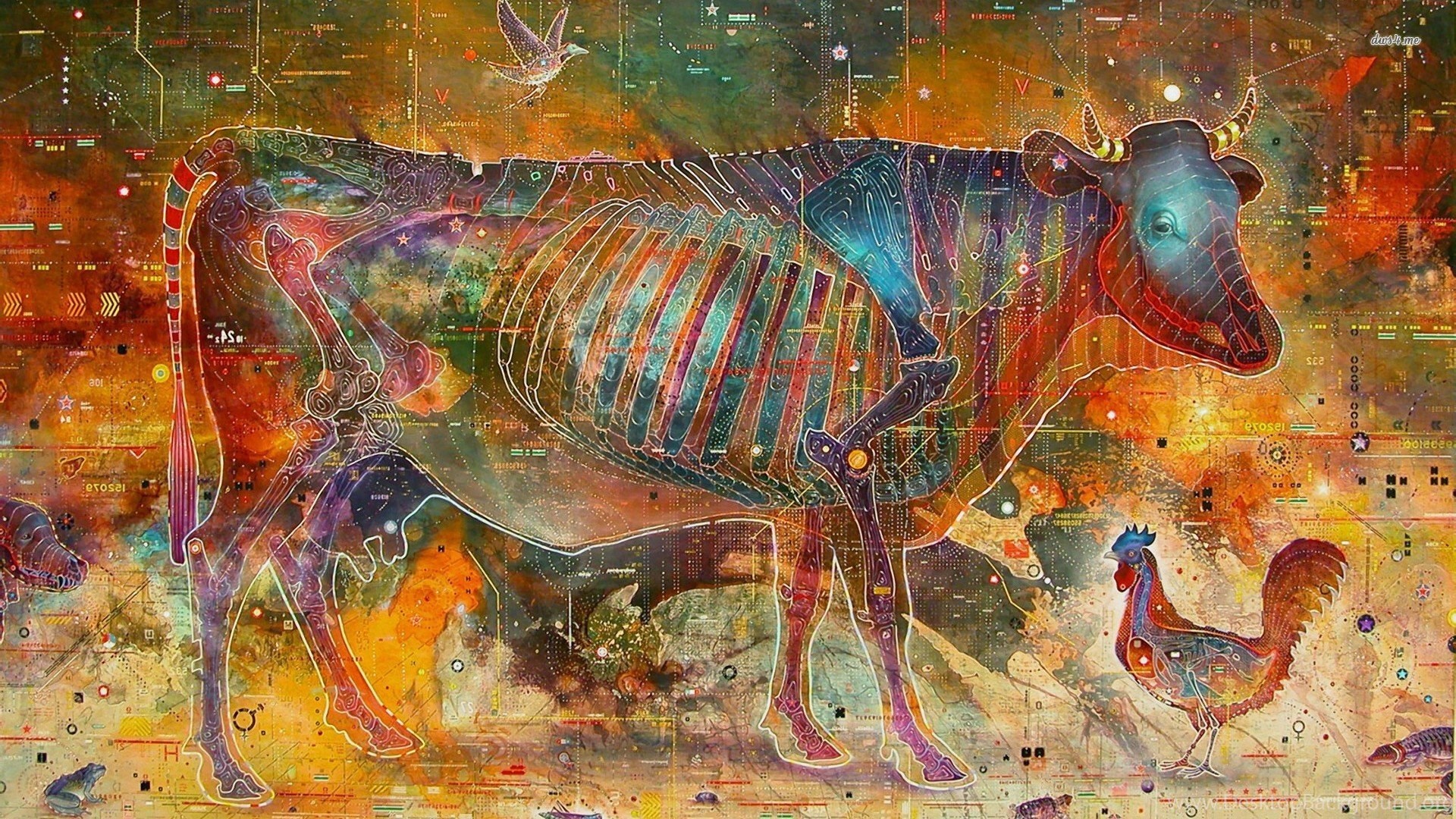 Animal Anatomy Wallpaper Walldevil Best HD Desktop And