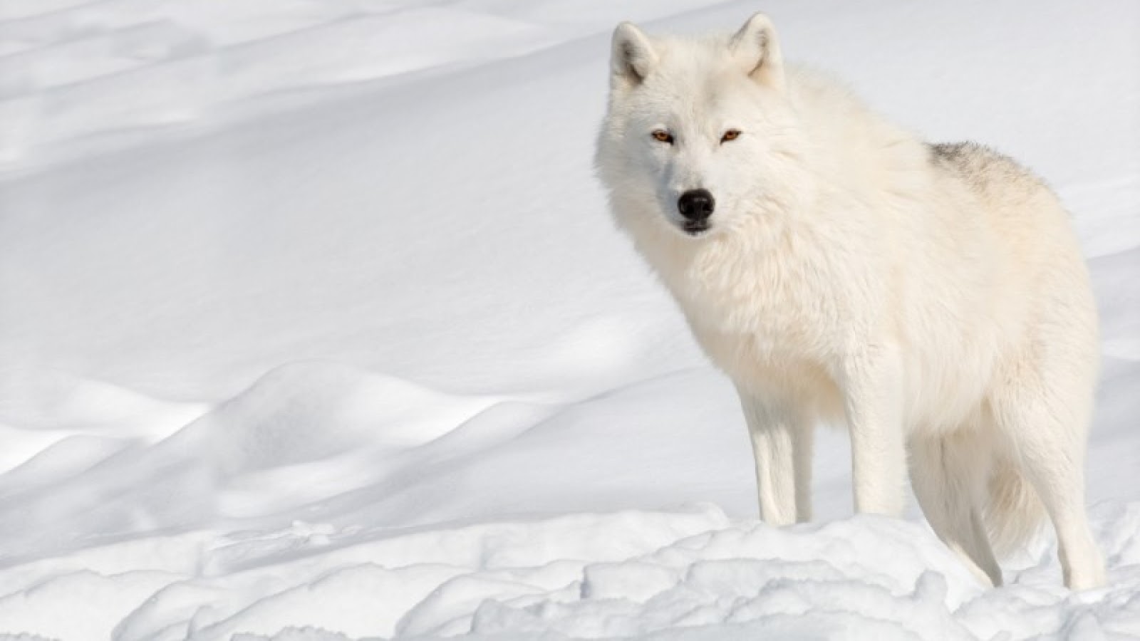 The Arctic Wolf Interesting Facts Photographs Wildlife