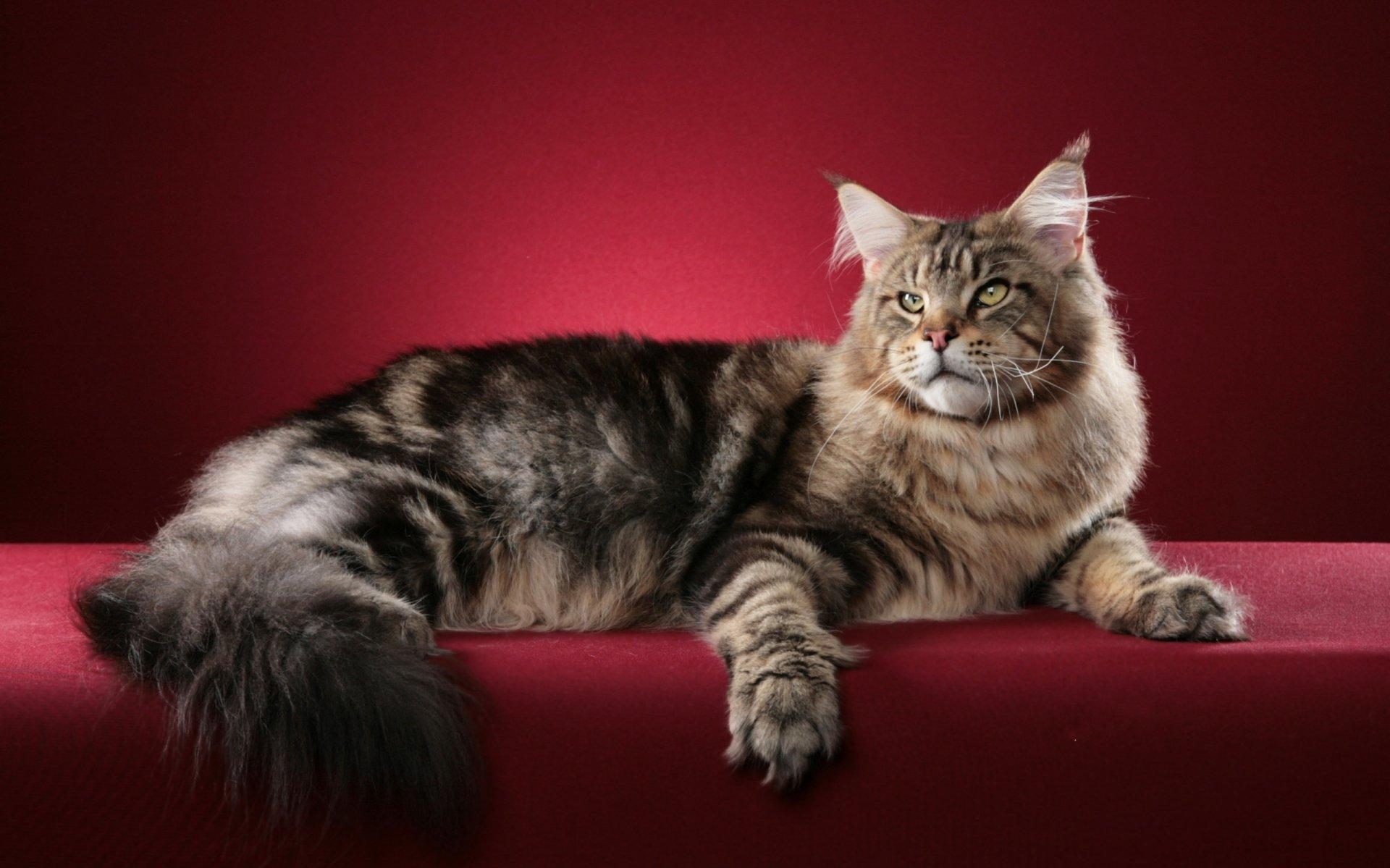 Maine Coon HD Wallpaper And Background