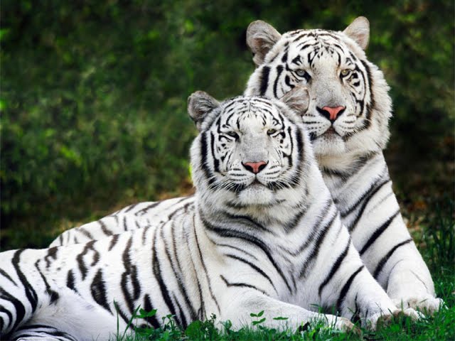 White Tiger Wallpaper Siberian Bengal Pictures