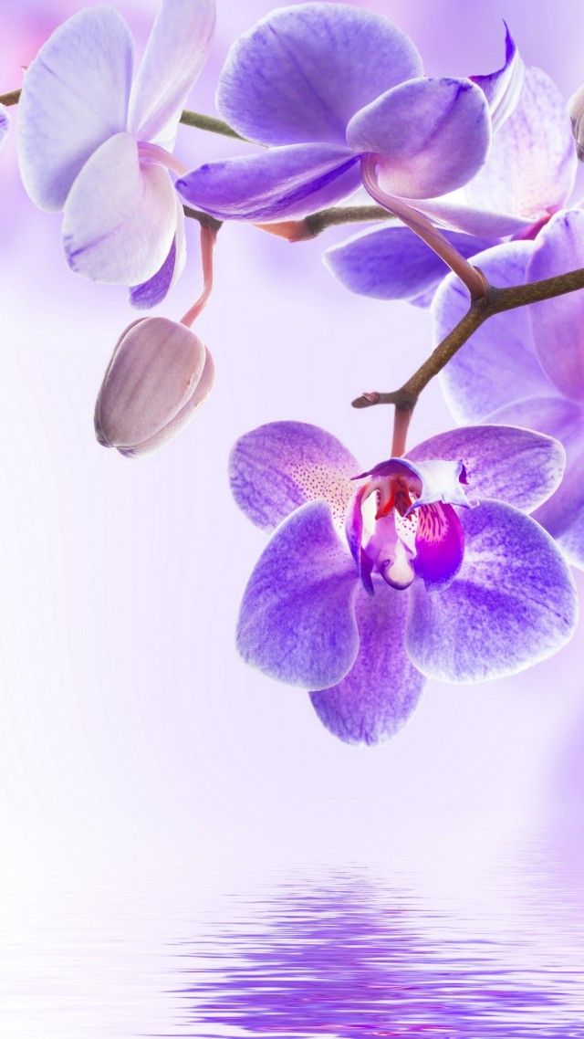 Orchid Flower 4k Vertical Wallpaper Flowers In