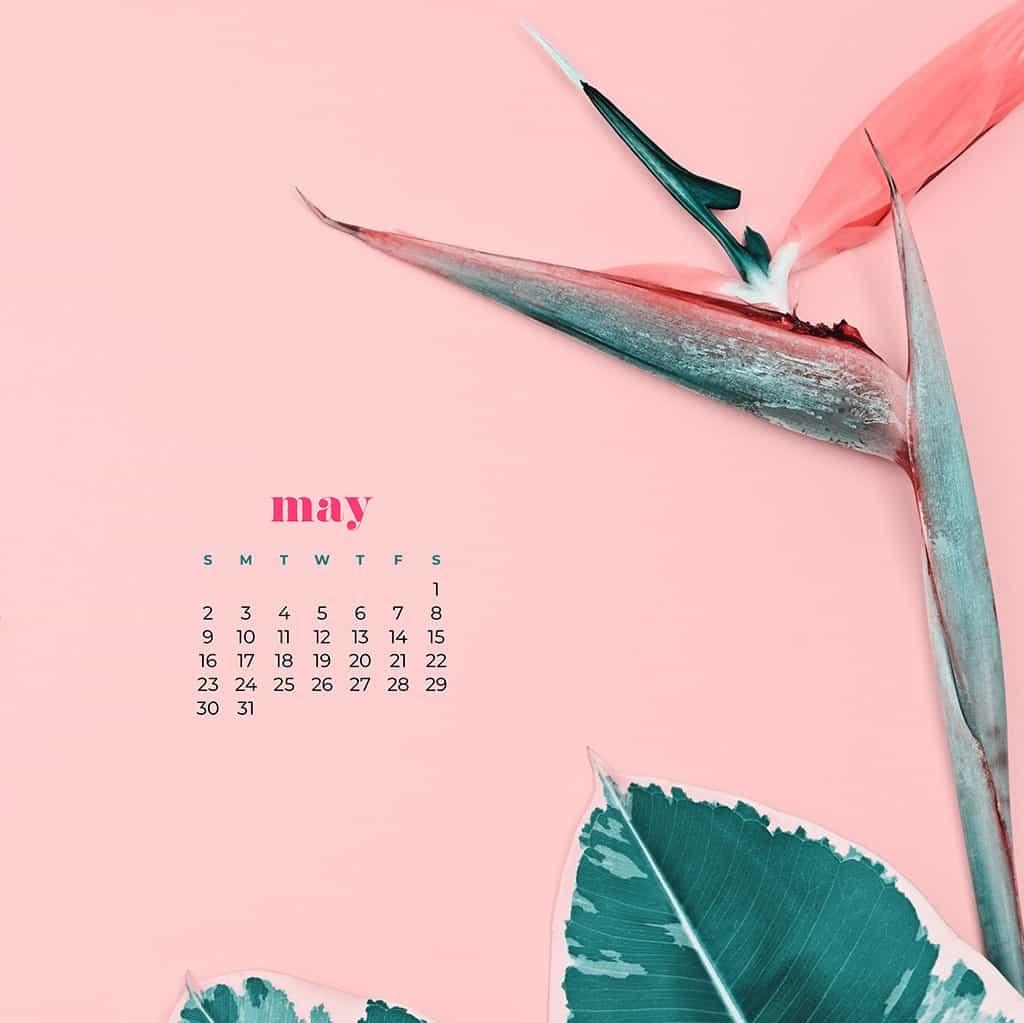 May Wallpaper Calendars Cute And Colorful Options