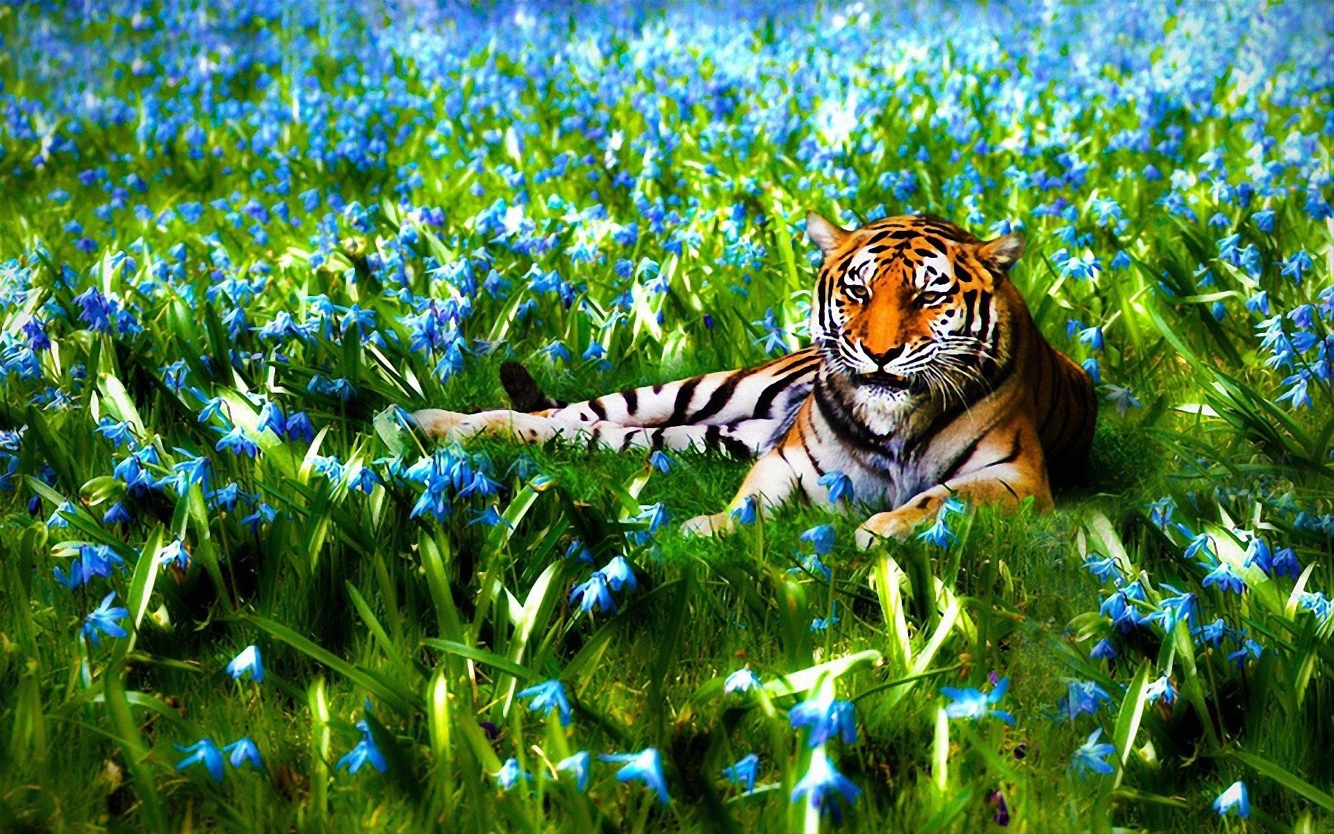 Beautiful Nature Wallpaper HD 3d Cool Cute