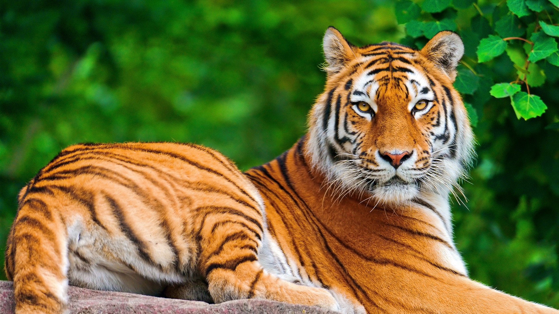 Tiger Desktop Background