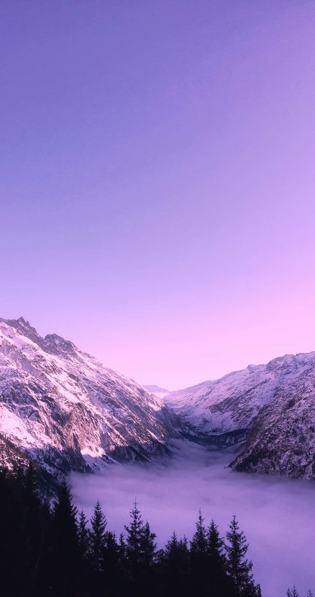 Lilac Color Wallpaper
