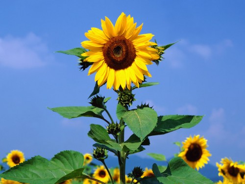 free main sunflower screensaver screensavers download