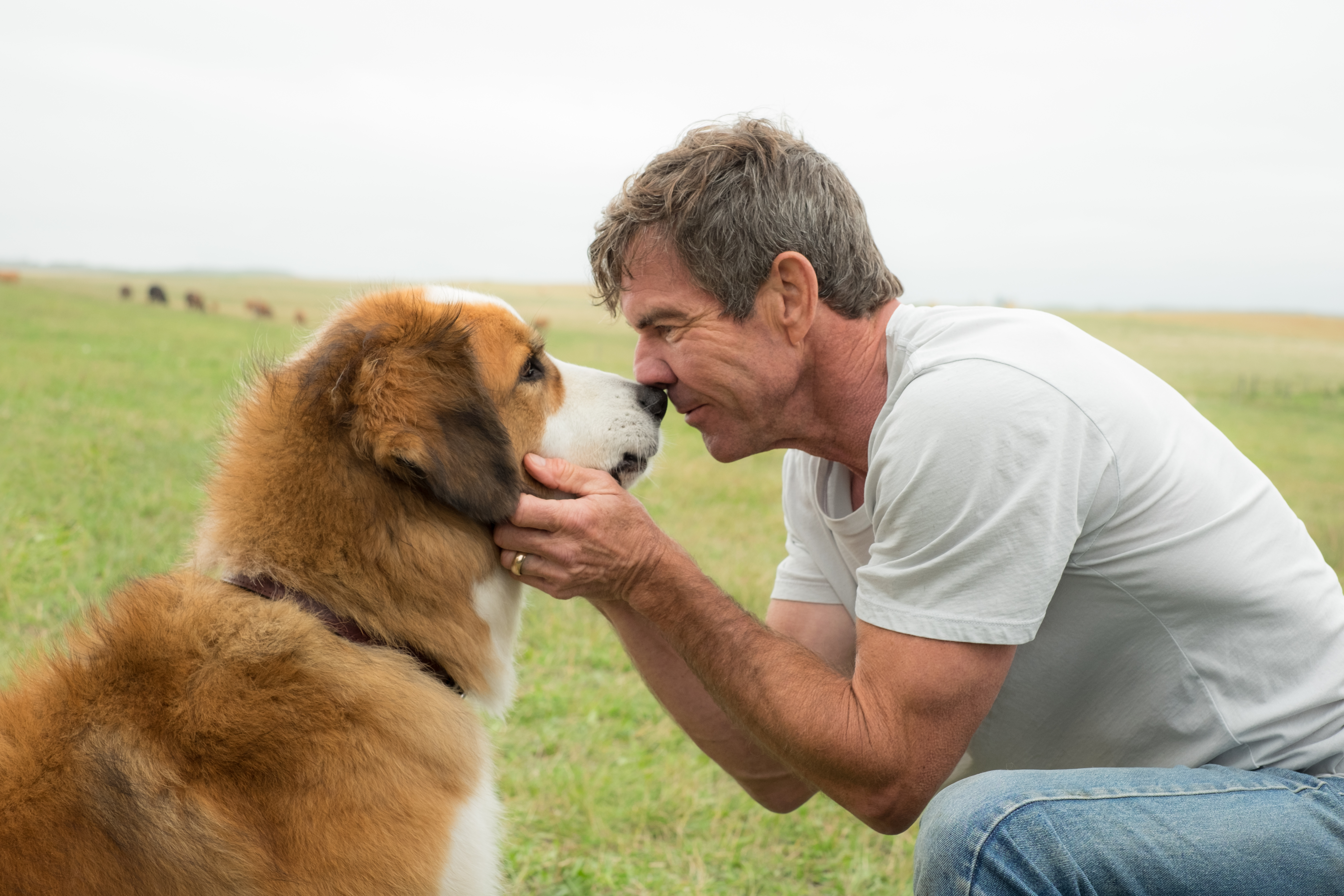 A Dog S Purpose HD Wallpaper Background Image