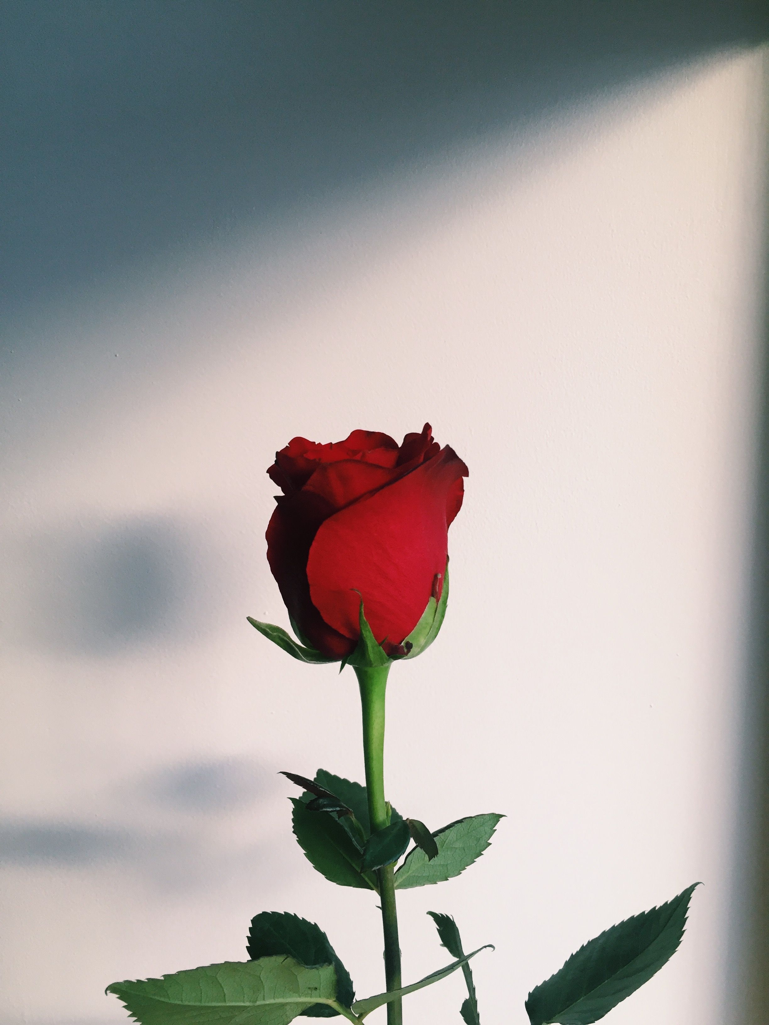 Rose iPhone Aesthetic Wallpaper 4k