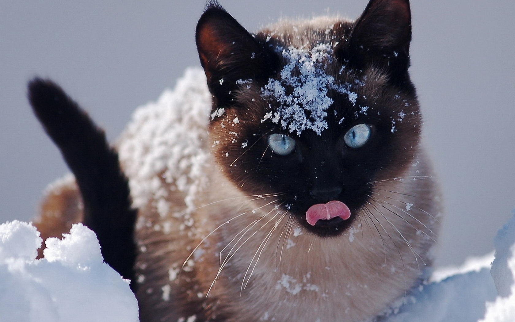  Download High quality snow cat Cats Wallpaper Num 379 1680 x 1680x1050
