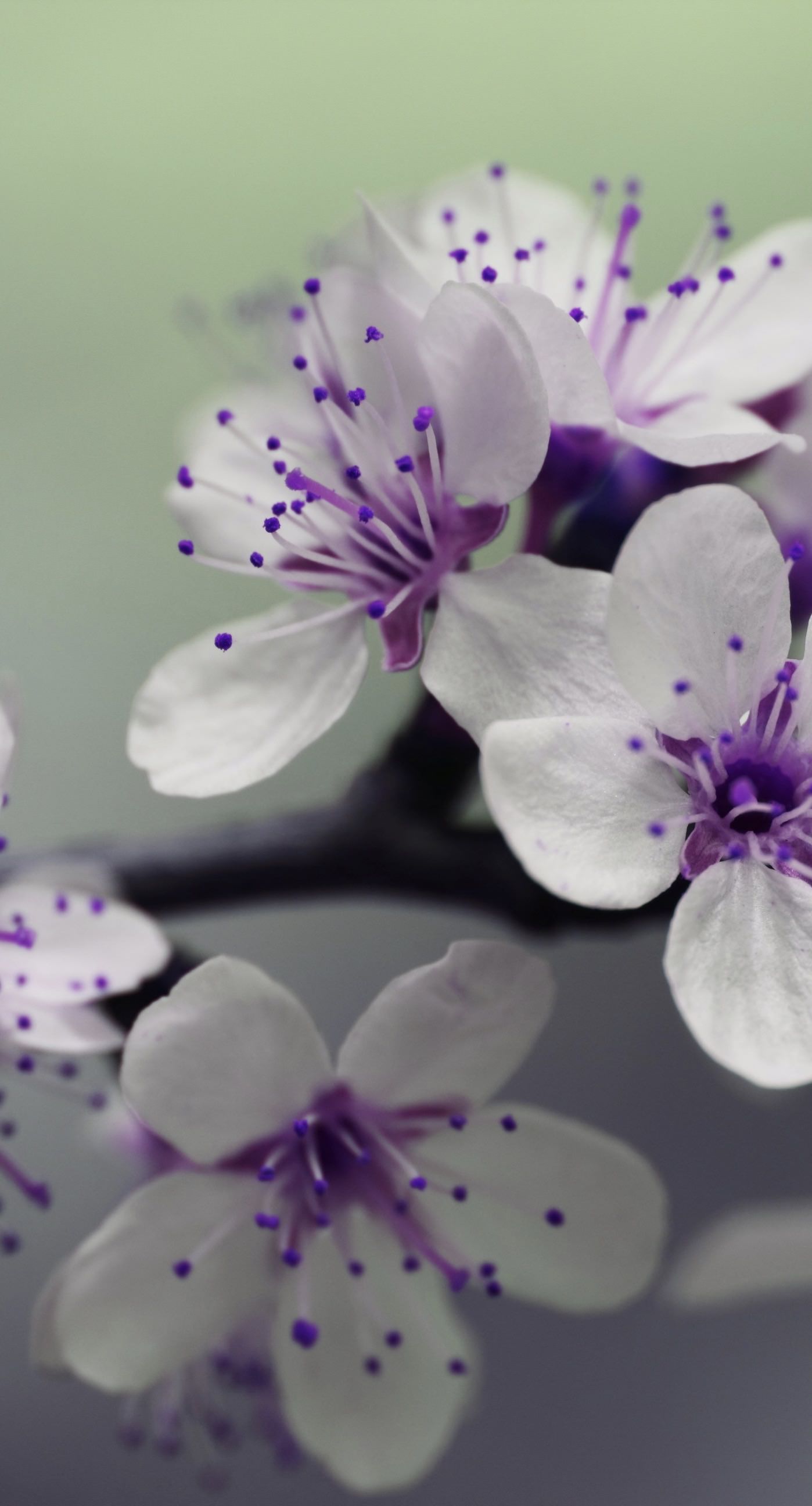 Plant Flowers White Purple Wallpaper