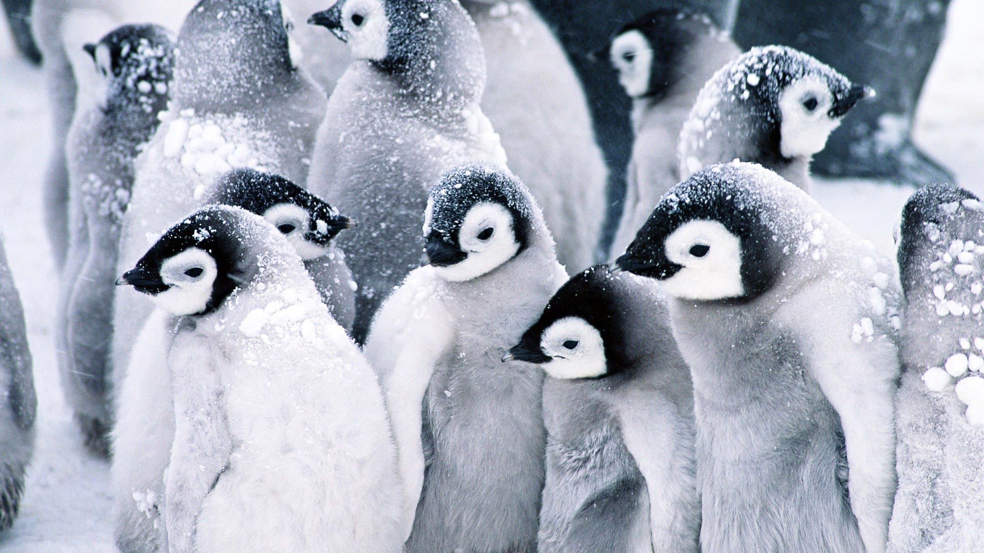 Penguins Theme For Windows