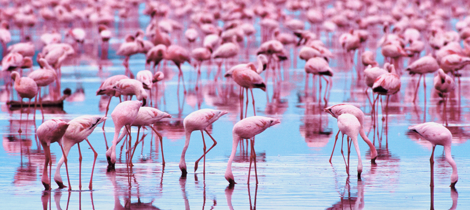 Flamingo Wallpaper HD Desktop