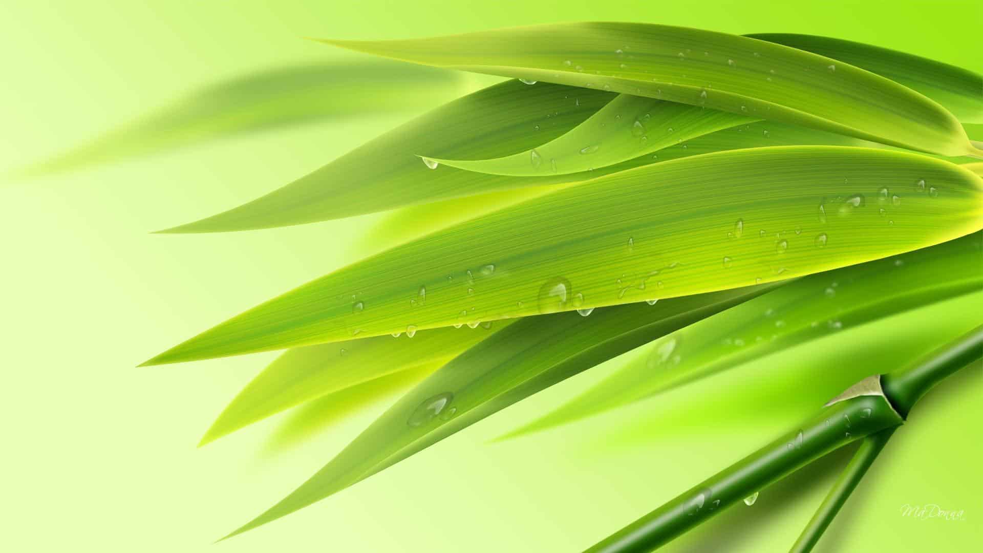 HD Bamboo Wallpaper