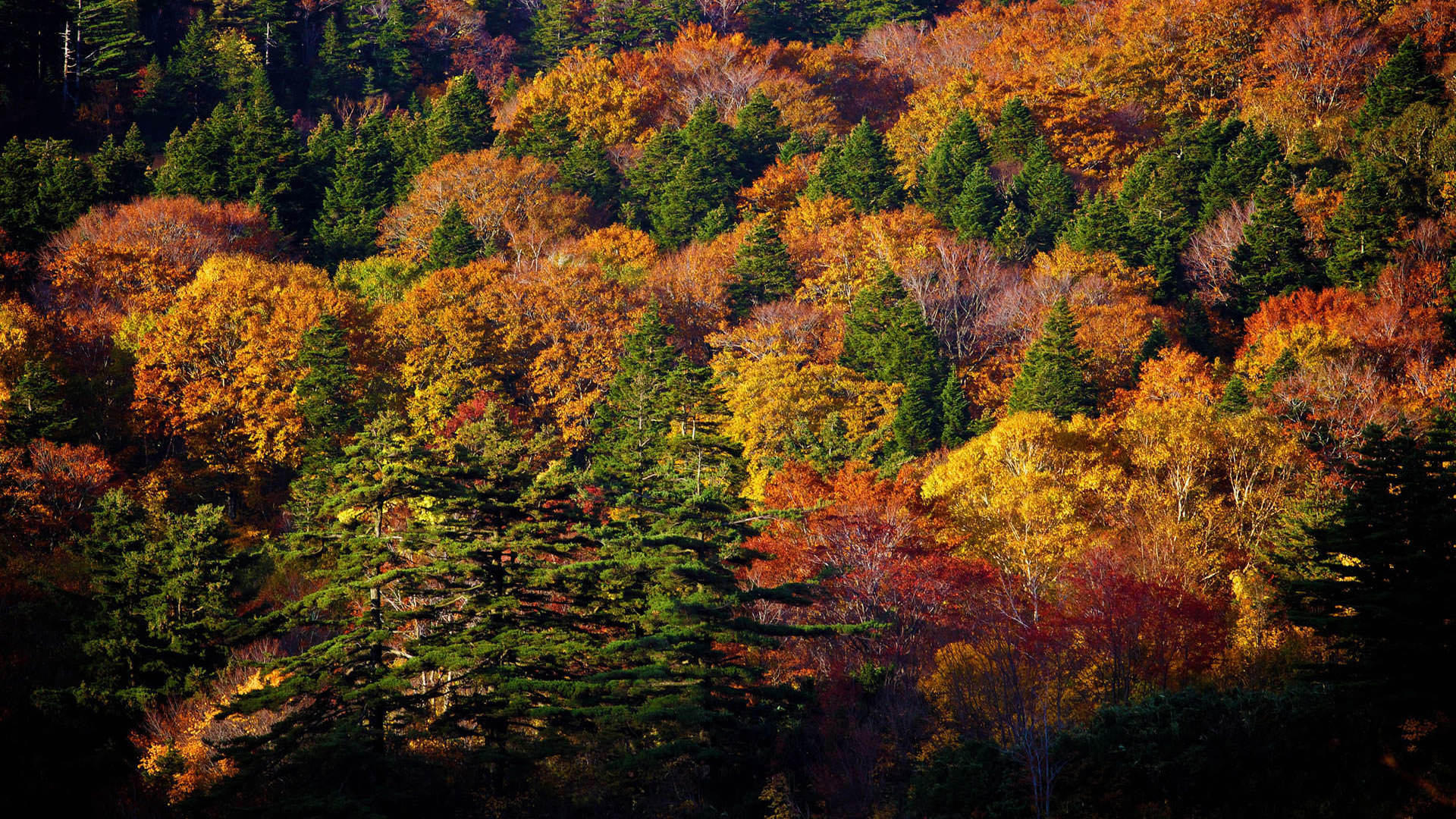 Wallpaper Autumn Trees Nature