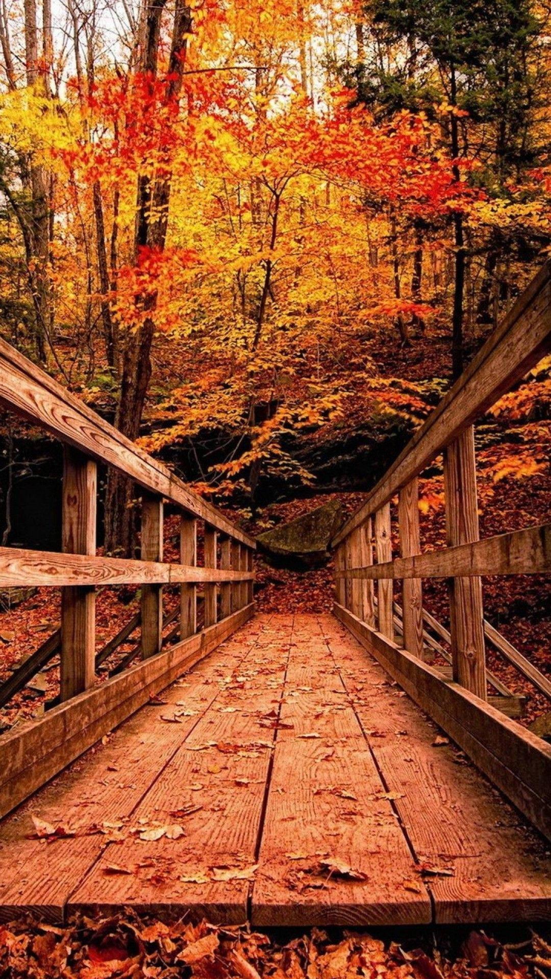 Fall iPhone Wallpaper