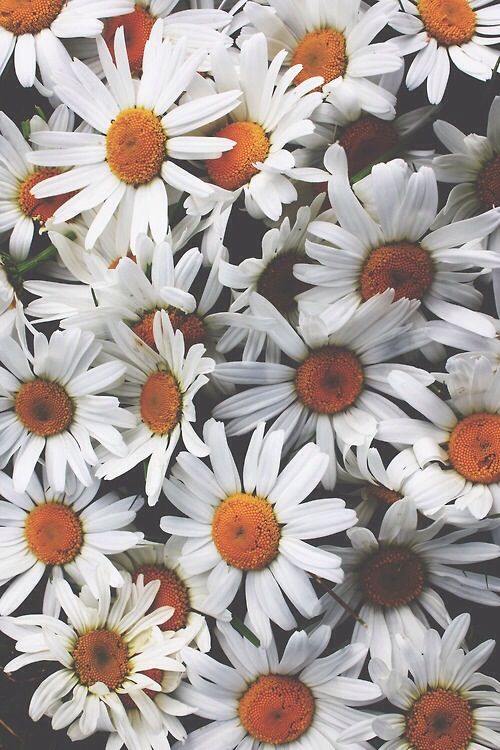 Daisies iPhone Wallpaper I Phone Cases