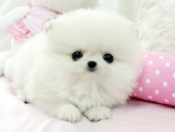 White Tea Cup Pomeranian puppy for adoption Offer Missouri