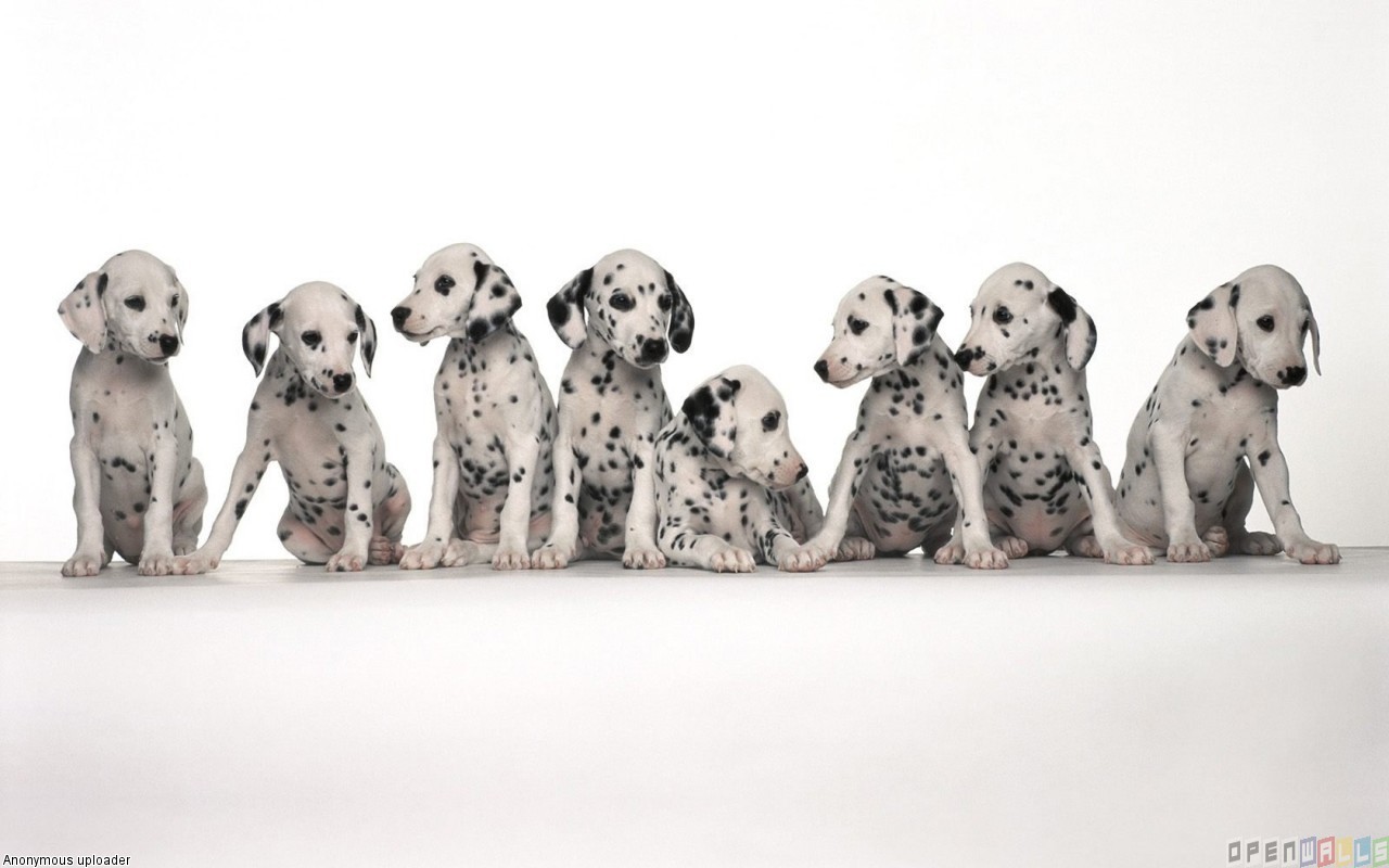 Dalmatian Puppies Wallpaper Open Walls