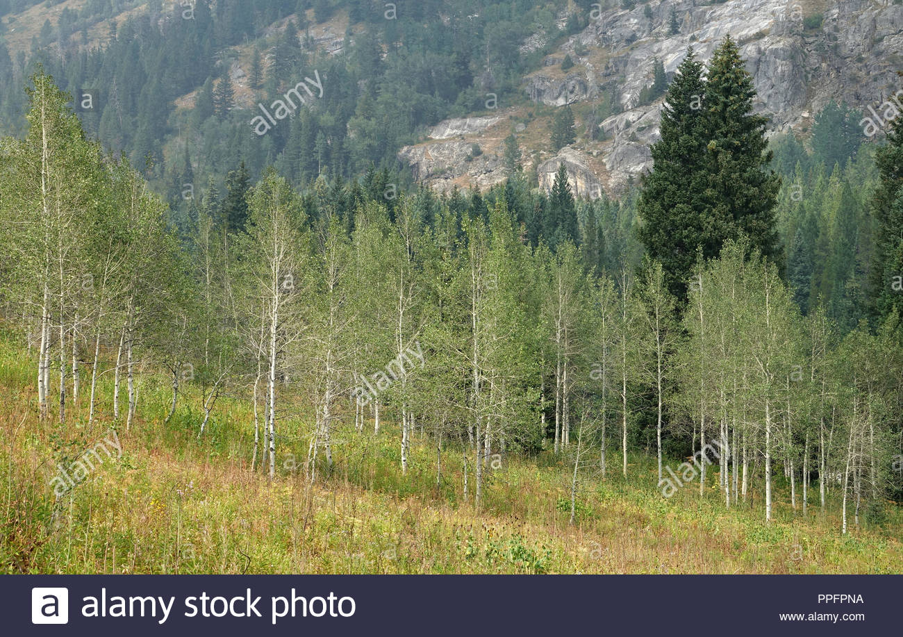 Bright Aspen Trees On Hillside With Dark Pine In Background
