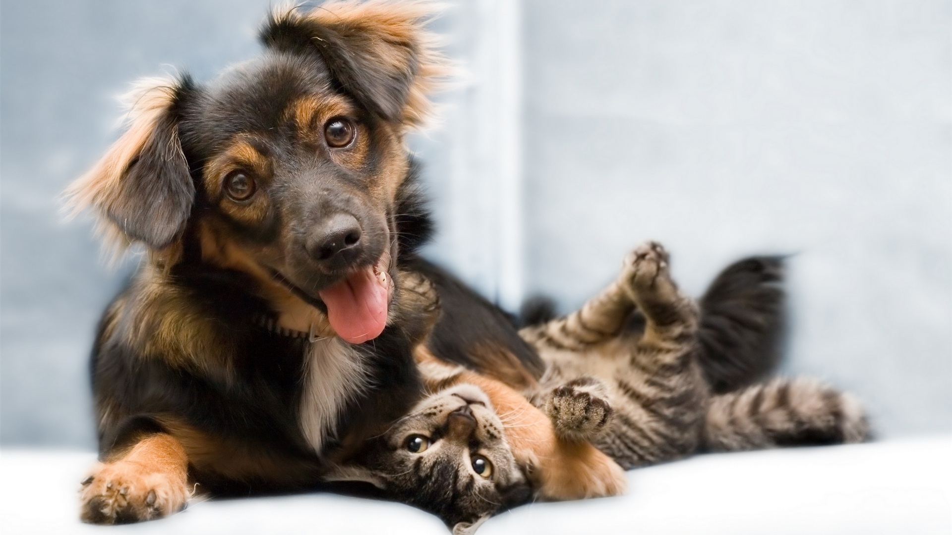 Cats And Dogs Friendship Desktop Wallpaper Suit Up