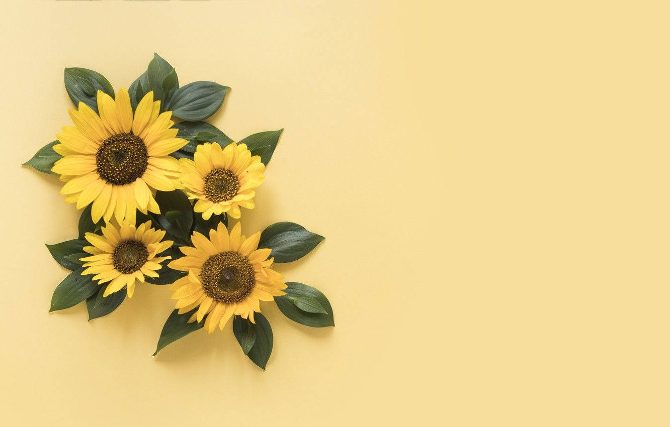 Sunflower And Roses Wallpaper