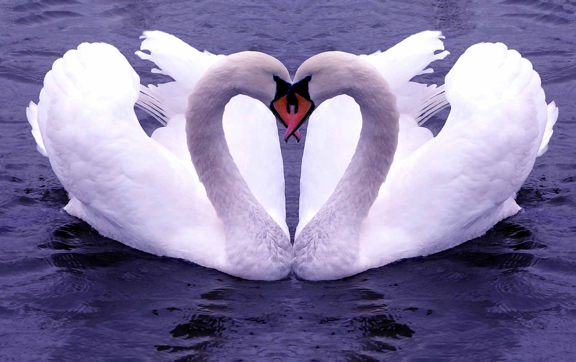 Nature Love Wallpaper HD