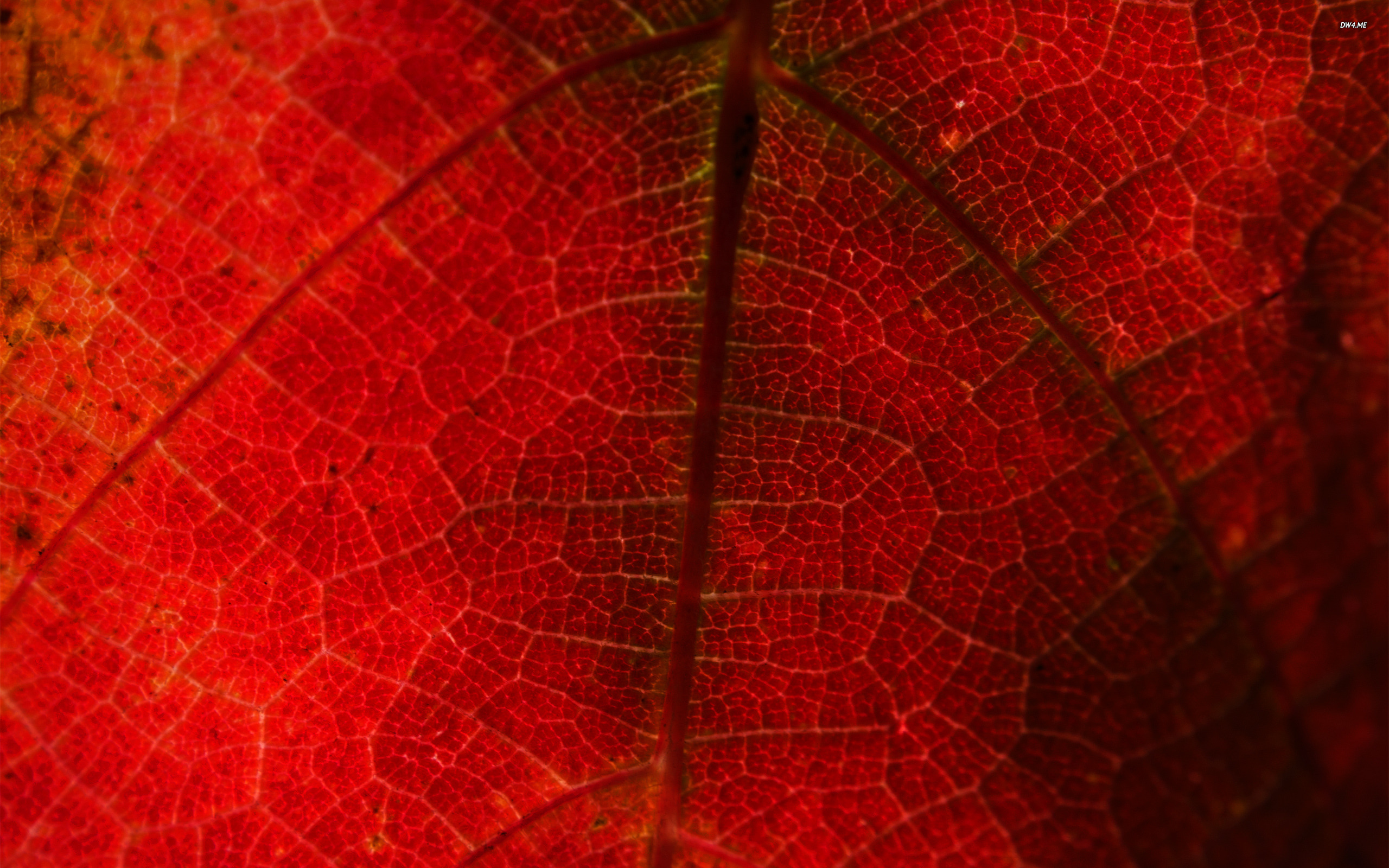 Red Grape Leaf Wallpaper HD