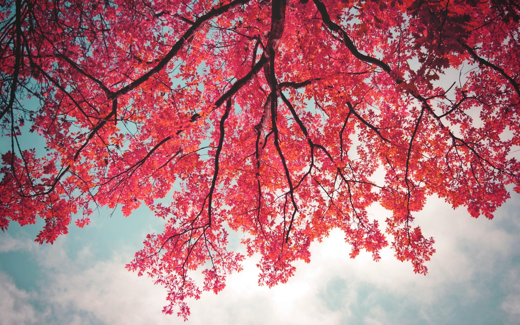 Pink Leaves In Tree Branch Wallpapers   1680x1050   1024085