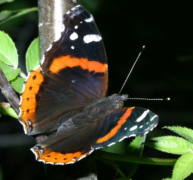 Butterflies Of Northern Illinois