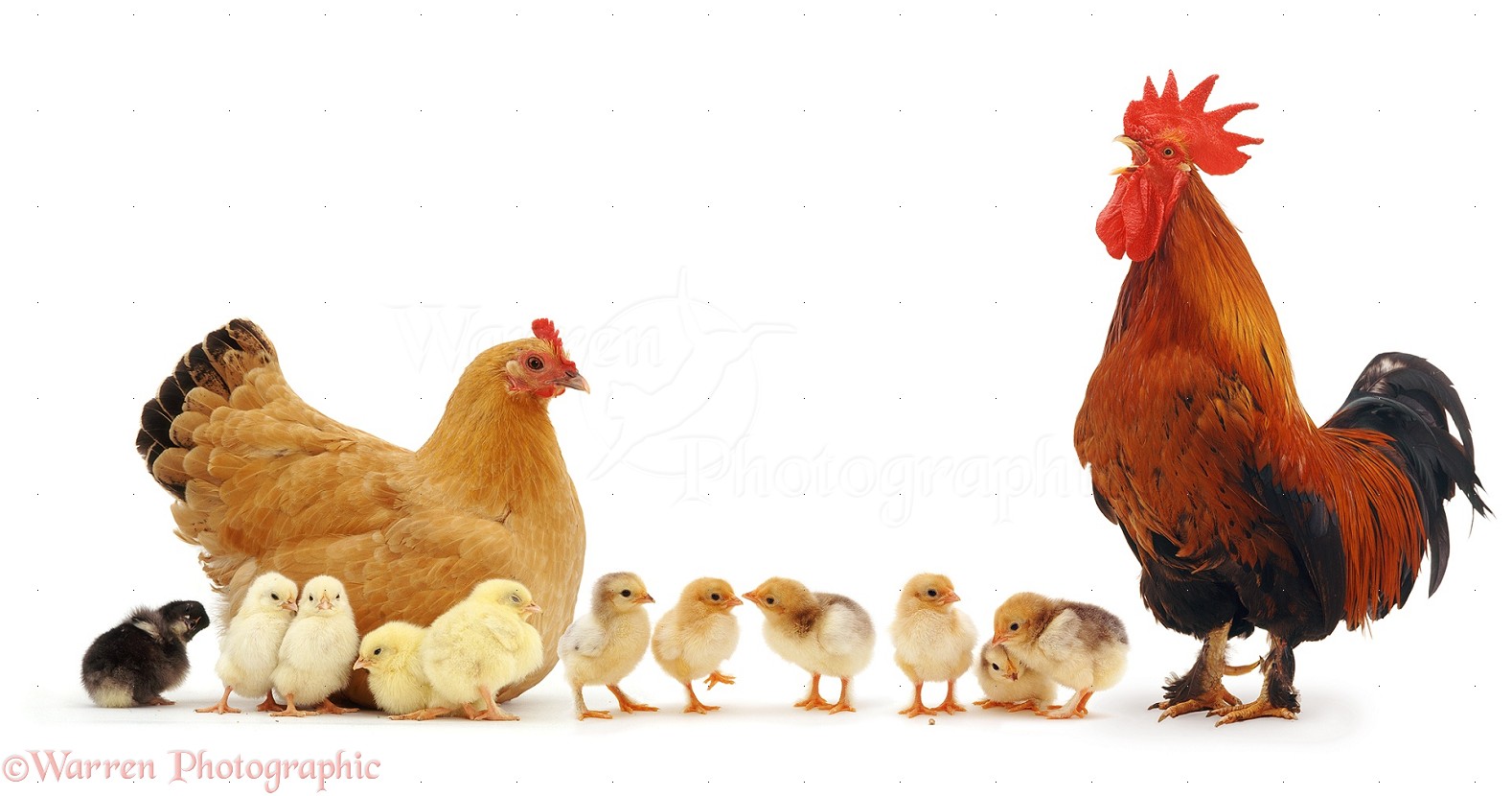 Chicken Family Photo Wp09677