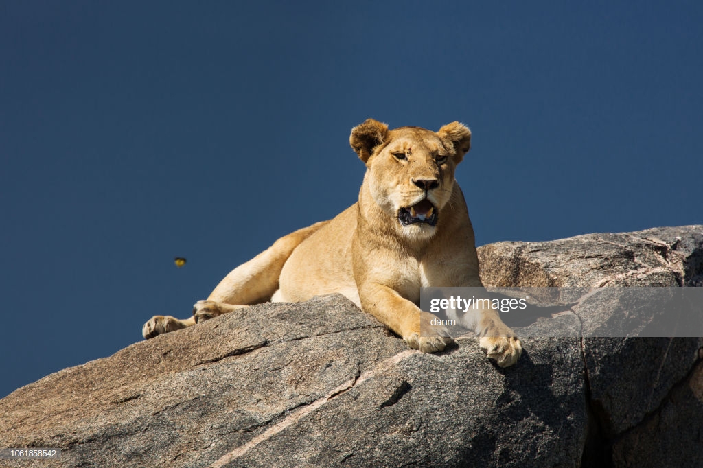 Lioness Relaxing On The Rock With Blue Sky In Background