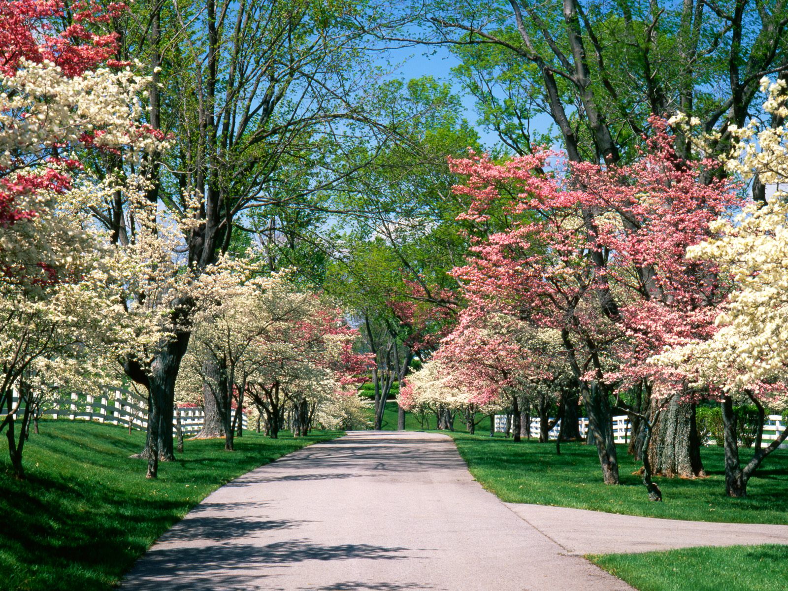  wallpaper Springtime Backgrounds hd wallpaper background desktop