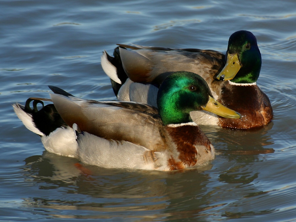 Mallard Ducks Usa Duck Unidentified Australia