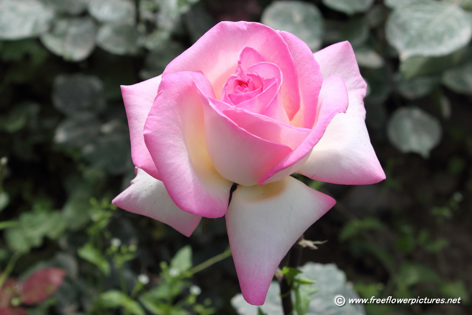 Big Pink Rose Picture Flower Pictures