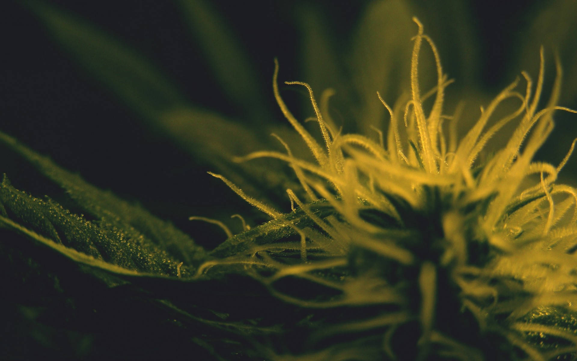 Weed Aesthetic Wallpaper